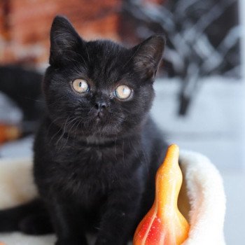 chaton British Shorthair black ANDY Chatterie Carbin