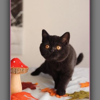 chaton British Shorthair black ANDY Chatterie Carbin