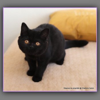 chaton British Shorthair black ANDY Chatterie Carbin
