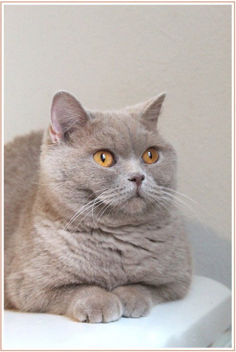 Andy Mâle British Shorthair