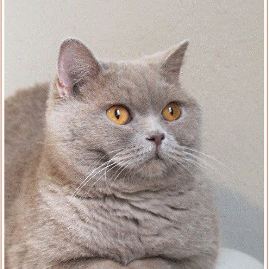 Andy Mâle British Shorthair