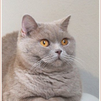 chaton British Shorthair lilac Andy Chatterie Carbin