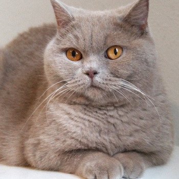 chaton British Shorthair lilac Andy Chatterie Carbin