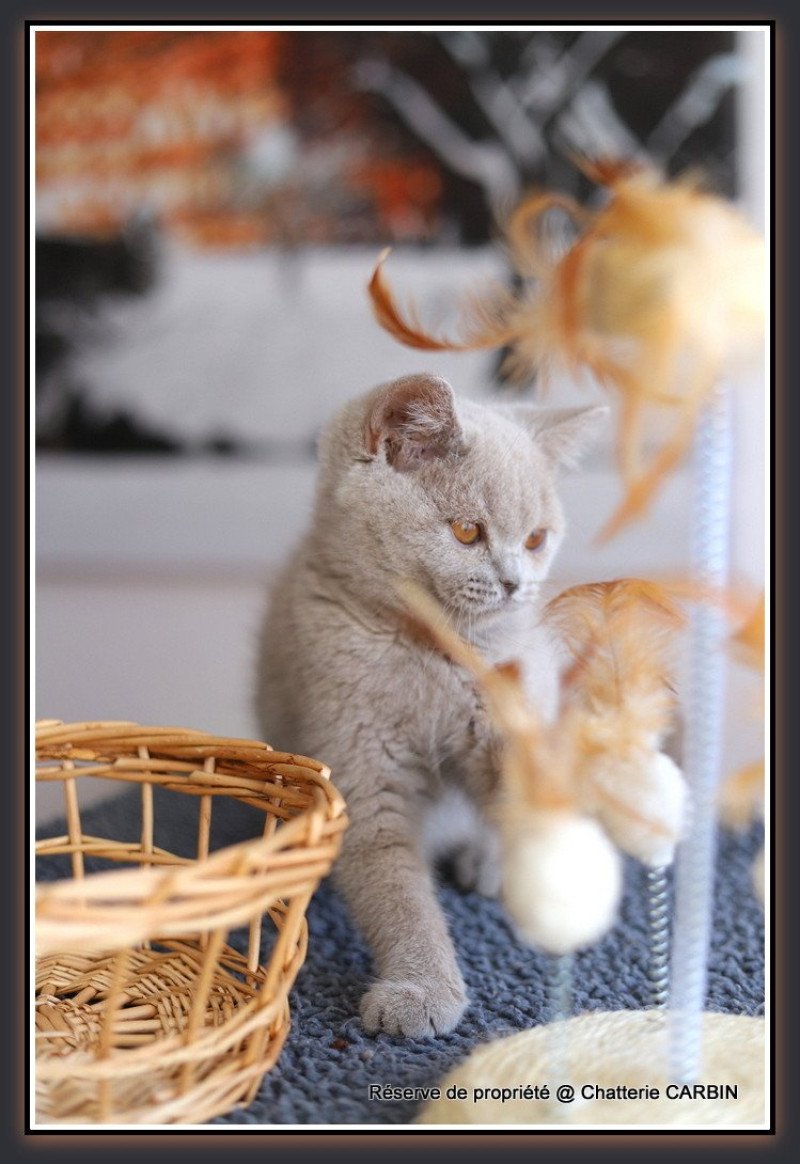 ANGIE CARBIN Femelle British Shorthair ANGIE CARBIN Femelle British Shorthair