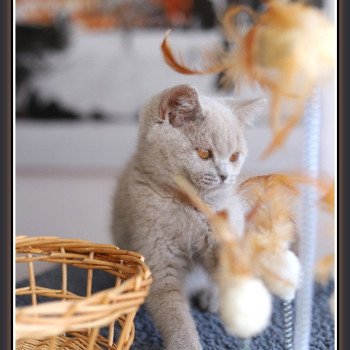 chaton British Shorthair lilac ANGIE Chatterie Carbin chaton British Shorthair lilac ANGIE Chatterie Carbin