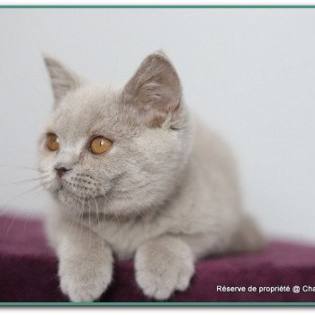 chaton British Shorthair lilac ANGIE Chatterie Carbin chaton British Shorthair lilac ANGIE Chatterie Carbin