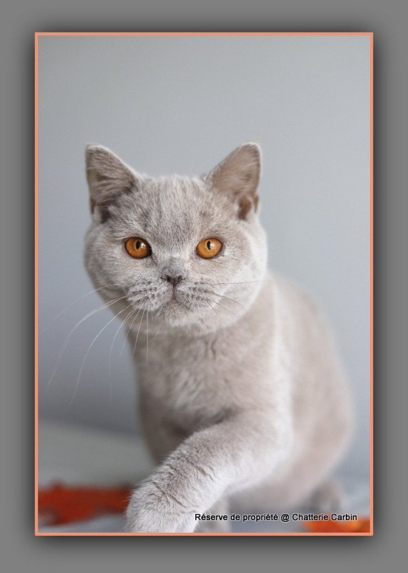 ANGIE CARBIN Femelle British Shorthair ANGIE CARBIN Femelle British Shorthair