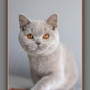 chaton British Shorthair lilac ANGIE Chatterie Carbin chaton British Shorthair lilac ANGIE Chatterie Carbin