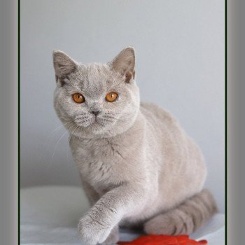 chaton British Shorthair lilac ANGIE Chatterie Carbin chaton British Shorthair lilac ANGIE Chatterie Carbin
