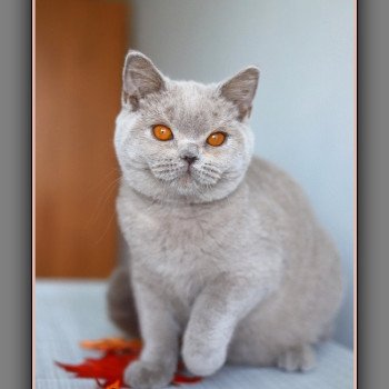 chaton British Shorthair lilac ANGIE Chatterie Carbin chaton British Shorthair lilac ANGIE Chatterie Carbin