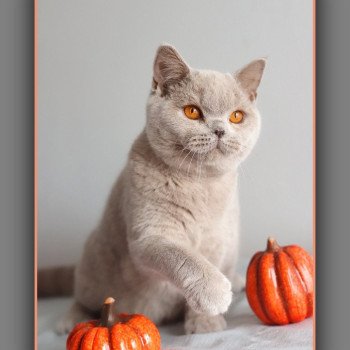 chaton British Shorthair lilac ANGIE Chatterie Carbin
