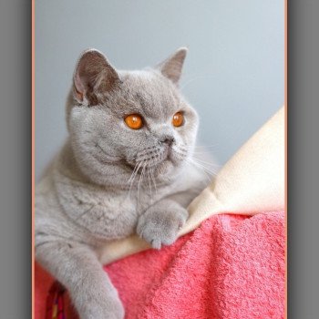 chat British Shorthair lilac Angie Chatterie Carbin