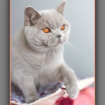 chat British Shorthair lilac Angie Chatterie Carbin