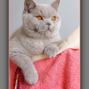 chat British Shorthair lilac Angie Chatterie Carbin