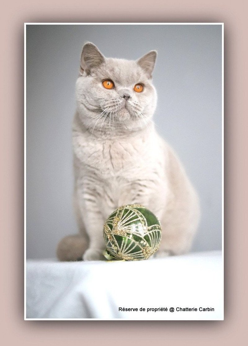 Angie CARBIN Femelle British Shorthair