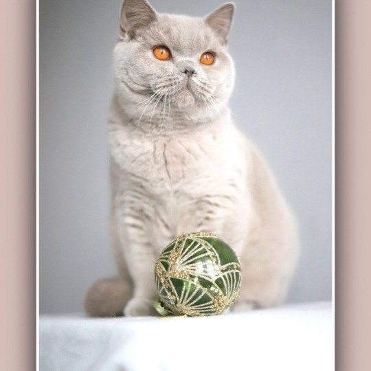 Angie CARBIN Femelle British Shorthair