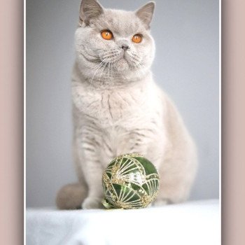 chat British Shorthair lilac Angie Chatterie Carbin