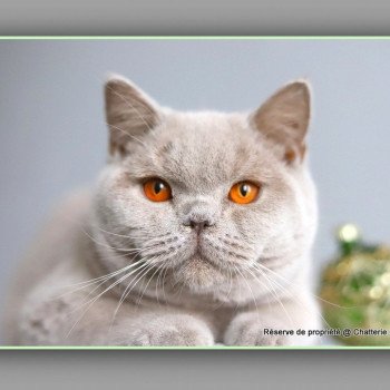 chat British Shorthair lilac Angie Chatterie Carbin