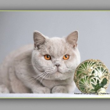 chat British Shorthair lilac Angie Chatterie Carbin