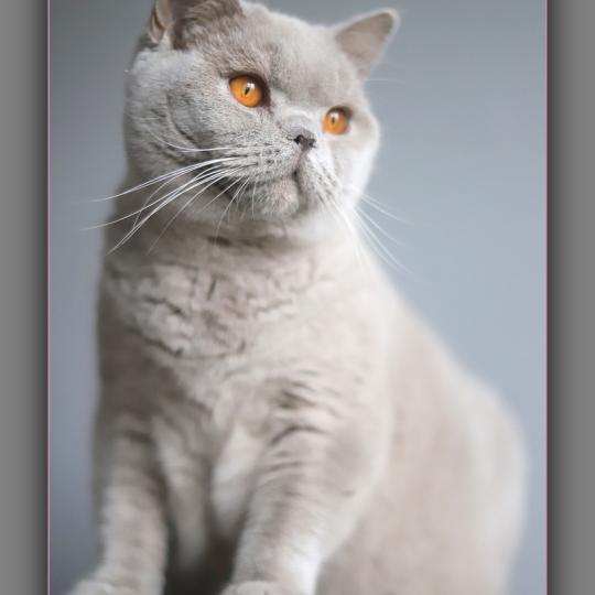 Angie CARBIN Femelle British Shorthair