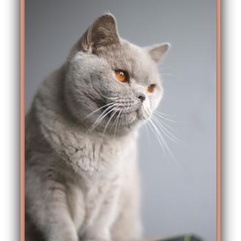 chat British Shorthair lilac Angie Chatterie Carbin