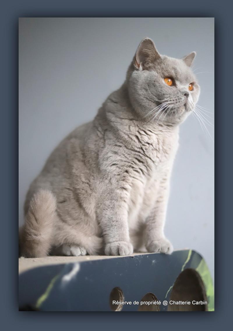 Angie CARBIN Femelle British Shorthair