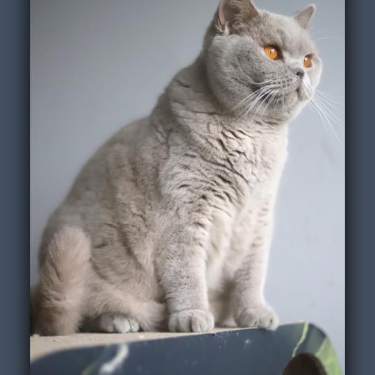 Angie CARBIN Femelle British Shorthair