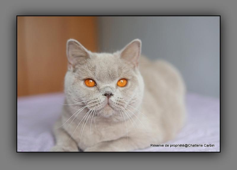 Angie CARBIN Femelle British Shorthair