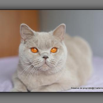 chat British Shorthair lilac Angie Chatterie Carbin