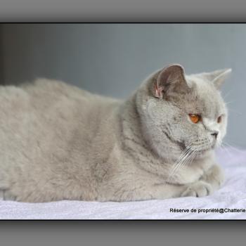 chat British Shorthair lilac Angie Chatterie Carbin