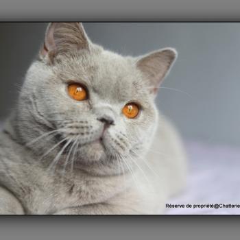 chat British Shorthair lilac Angie Chatterie Carbin