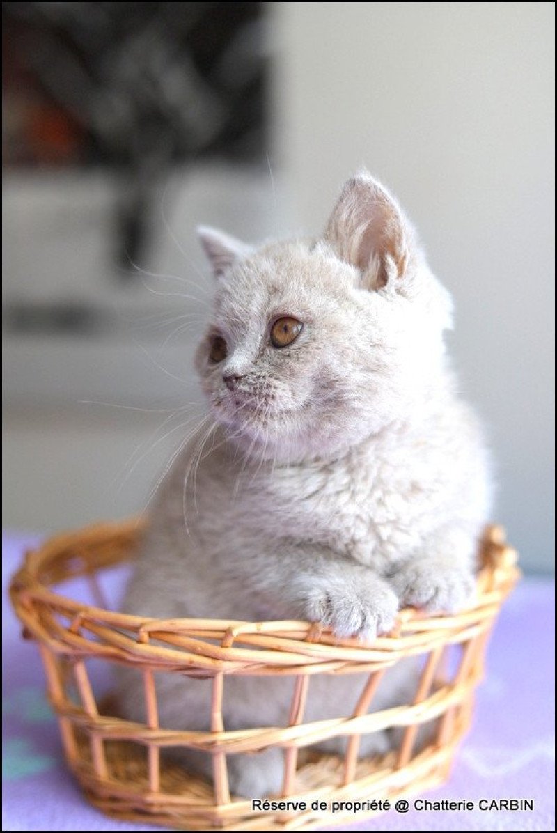 ANGIE CARBIN Femelle British Shorthair ANGIE CARBIN Femelle British Shorthair