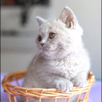 chaton British Shorthair lilac ANGIE Chatterie CARBIN chaton British Shorthair lilac ANGIE Chatterie CARBIN