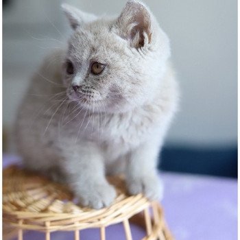chaton British Shorthair lilac ANGIE Chatterie CARBIN chaton British Shorthair lilac ANGIE Chatterie CARBIN