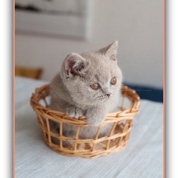 chaton British Shorthair lilac ANGIE Chatterie CARBIN chaton British Shorthair lilac ANGIE Chatterie CARBIN