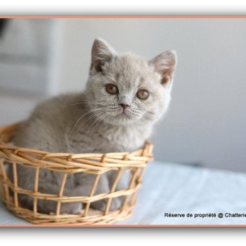 chaton British Shorthair lilac ANGIE Chatterie CARBIN chaton British Shorthair lilac ANGIE Chatterie CARBIN