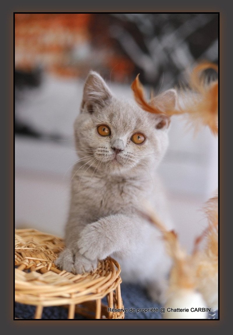 ANGIE CARBIN Femelle British Shorthair ANGIE CARBIN Femelle British Shorthair