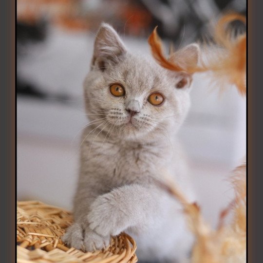 ANGIE CARBIN Femelle British Shorthair