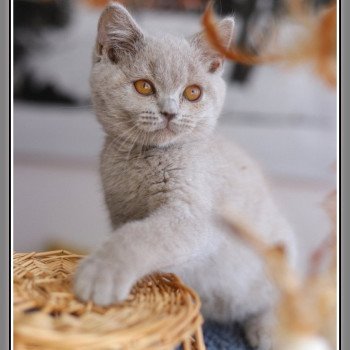 chaton British Shorthair lilac ANGIE Chatterie Carbin chaton British Shorthair lilac ANGIE Chatterie Carbin