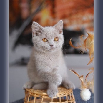 chaton British Shorthair lilac ANGIE Chatterie Carbin chaton British Shorthair lilac ANGIE Chatterie Carbin
