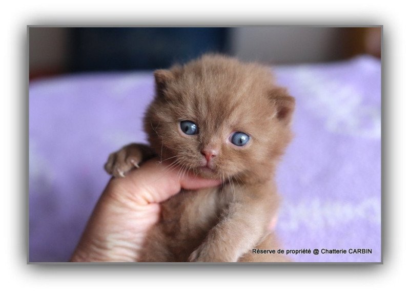 APOLLO CARBIN Mâle British Shorthair APOLLO CARBIN Mâle British Shorthair