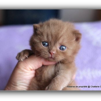 chaton British Shorthair cinnamon APOLLO Chatterie CARBIN chaton British Shorthair cinnamon APOLLO Chatterie CARBIN