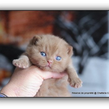 chaton British Shorthair cinnamon APOLLO Chatterie CARBIN chaton British Shorthair cinnamon APOLLO Chatterie CARBIN