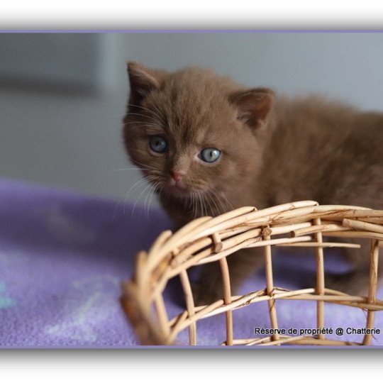 APOLLO CARBIN Mâle British Shorthair