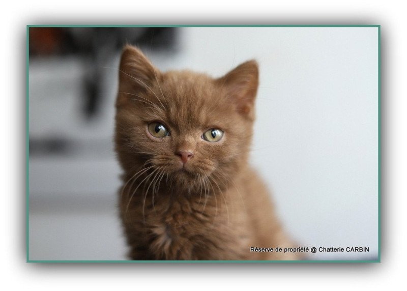 APOLLO CARBIN Mâle British Shorthair