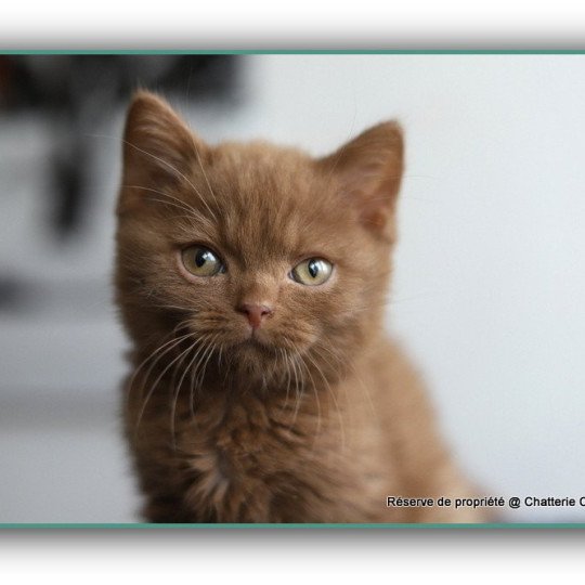 APOLLO CARBIN Mâle British Shorthair