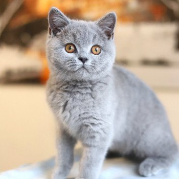 chat British Shorthair blue ARWED Chatterie Carbin
