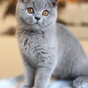 chat British Shorthair blue ARWED Chatterie Carbin