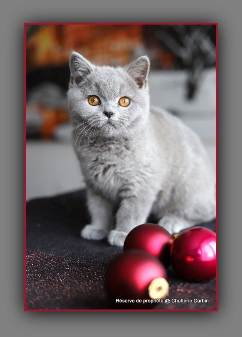 Arwed DES BRITISHS DU DUC ROND-ROND Mâle British Shorthair