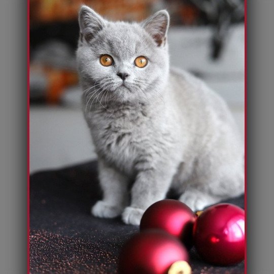 Arwed DES BRITISHS DU DUC ROND-ROND Mâle British Shorthair